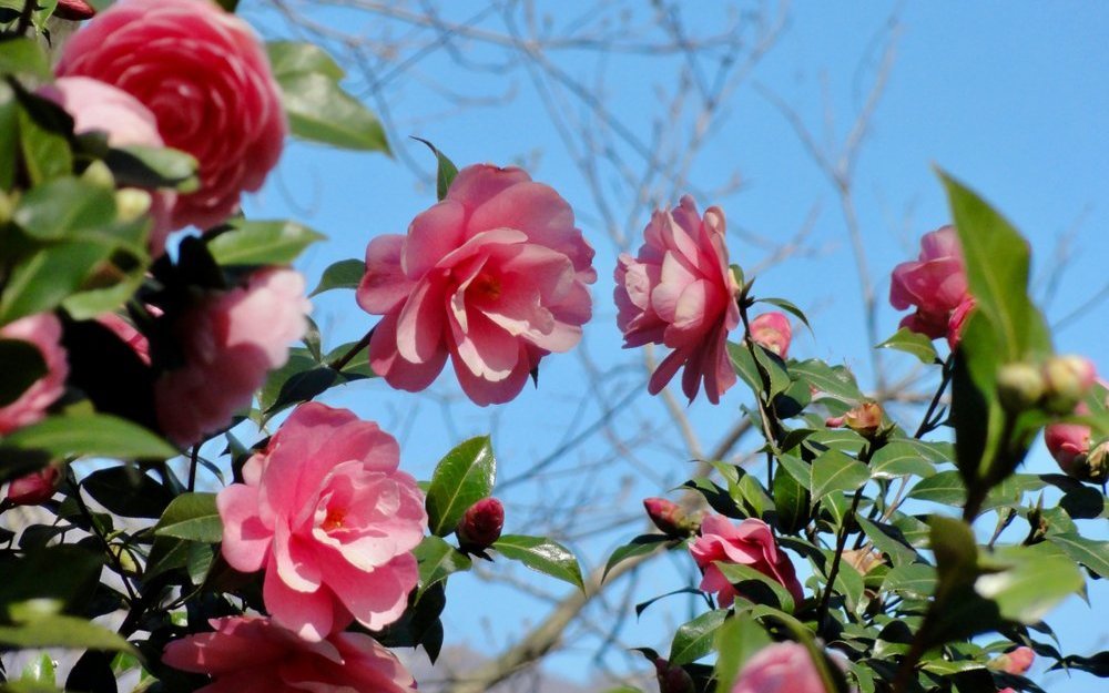 Kamelien wachsen im Tessin als Sträucher und entfalten im zeitigen Frühling ihre wundervollen Blüten. 