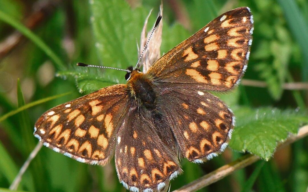 Der Frühlings-Scheckenfalter (Hamearis lucina) profitiert von der Bergsonne.