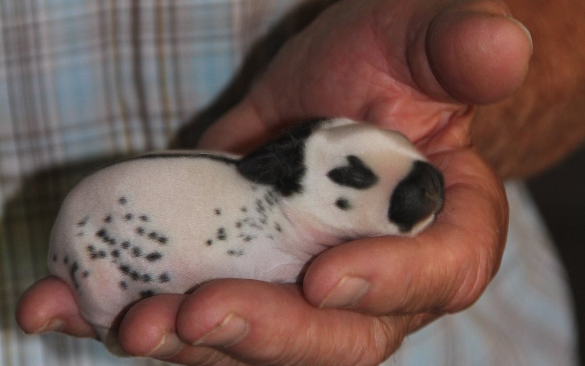 Kaninchen sind Nesthocker. Hier ein Jungtier.