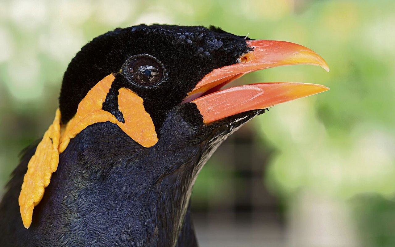 Beos sind äusserst sprachbegabt und können auch menschliche Stimmen nachahmen.