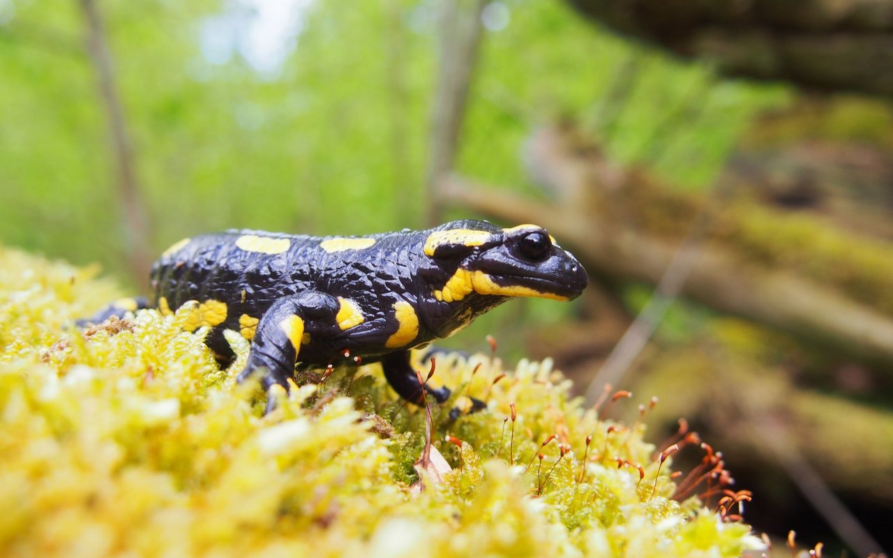 Feuersalamander können sehr alt werden – sogar in der Wildnis wurden schon über 20-jährige Exemplare gefunden.