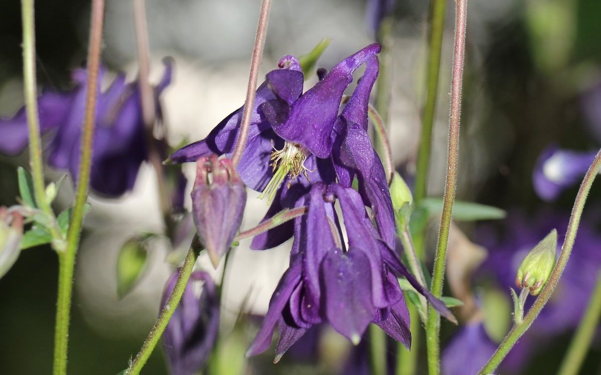 Akelei gehören zu einem Staudengarten. Diese Art verbreitet sich überall im Garten durch Samen. 