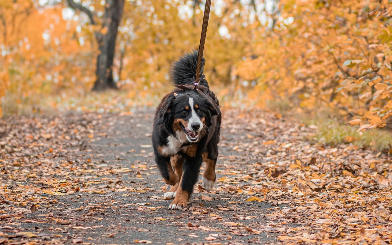 Für jeden Hund in der Schweiz fällt eine Hundetaxe aus. Die Besitzerinnen und Besitzer sind dazu verpflichtet den Hund zu chippen und ihn in der Tierdatenbank «Amicus» zu registrieren. 