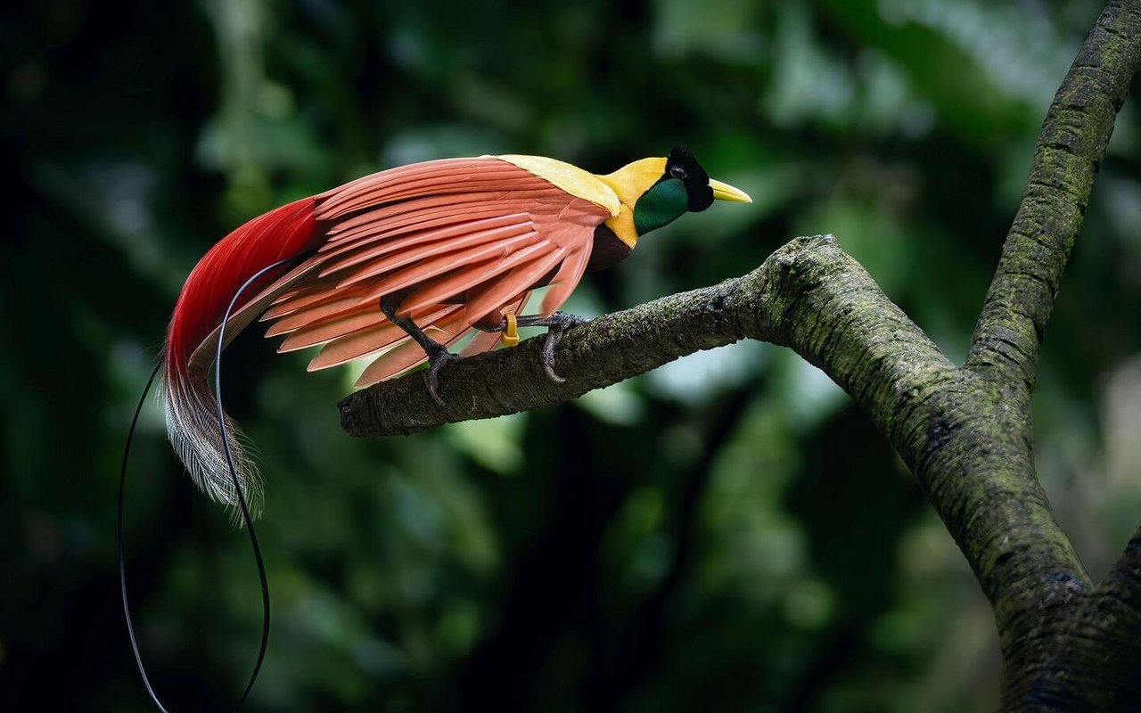 Der schönste unter den Schönen: der Paradiesvogel.