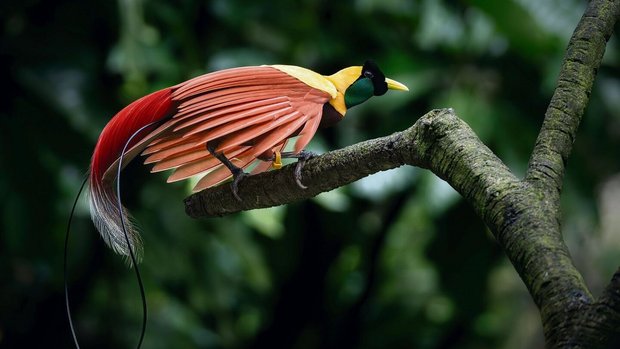 Der schönste unter den Schönen: der Paradiesvogel.