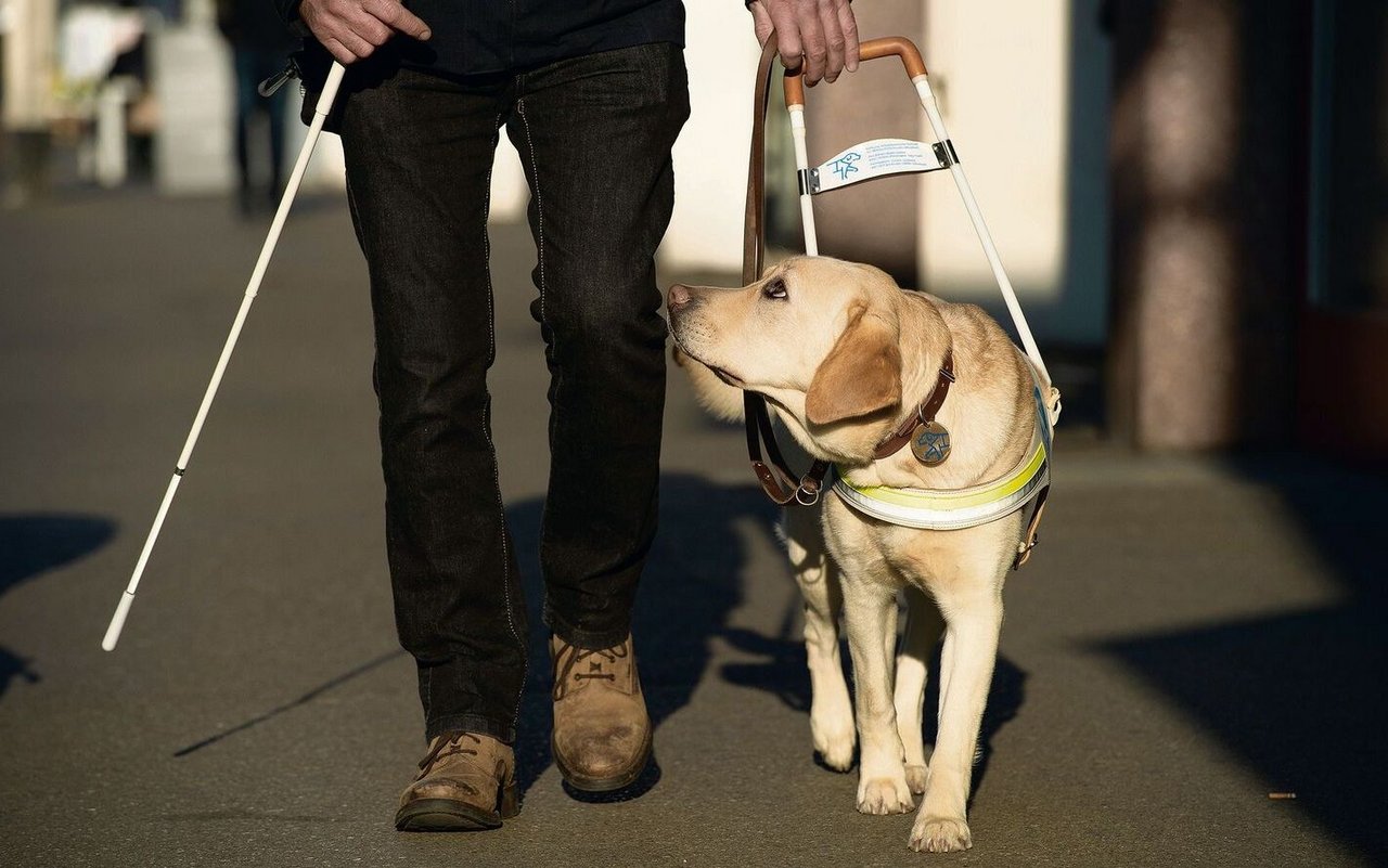 Blindenhunde sind dazu in der Lage, ihre Menschen sicher im Alltag unterwegs zu führen.
