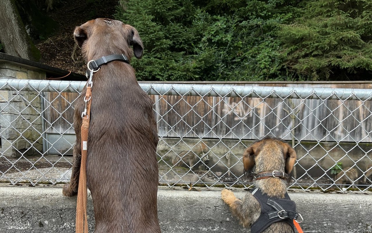 Zu zweit lässt es sich gut Wildschweine beobachten.