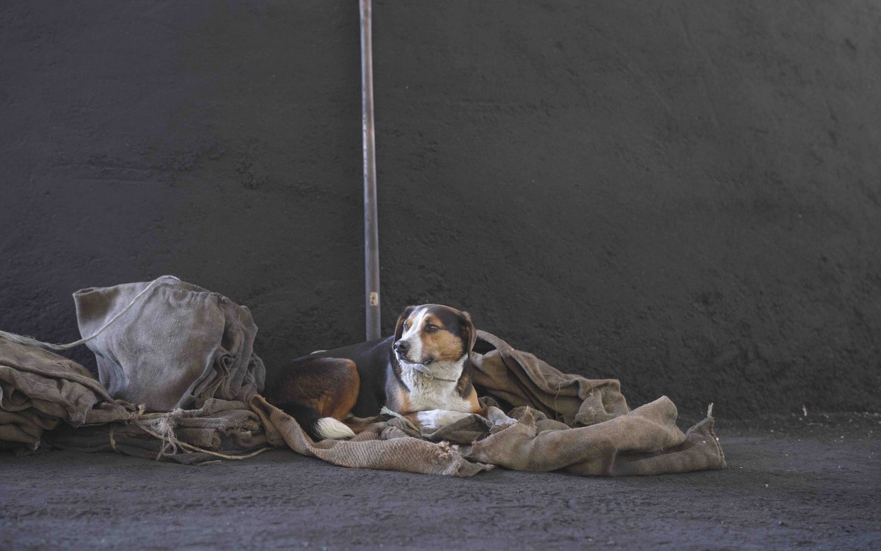 Im Entlebuch begleitete Pedrazzetti Köhler und ihre Hunde bei der Arbeit. Dabei entstanden eindringliche Menschen- und Tierporträts.