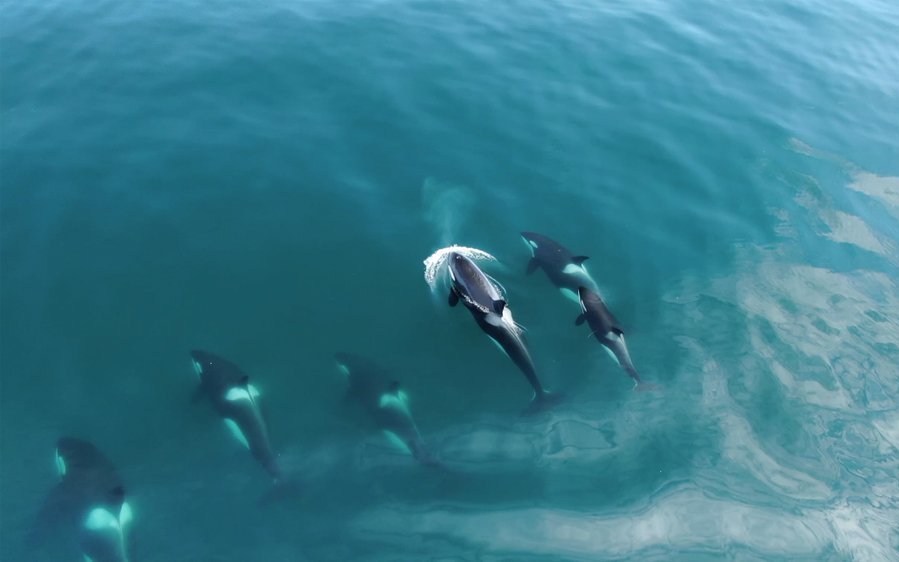 Orcas sind – wie die meisten Wale – sehr soziale Tiere und jagen daher in Gruppen.