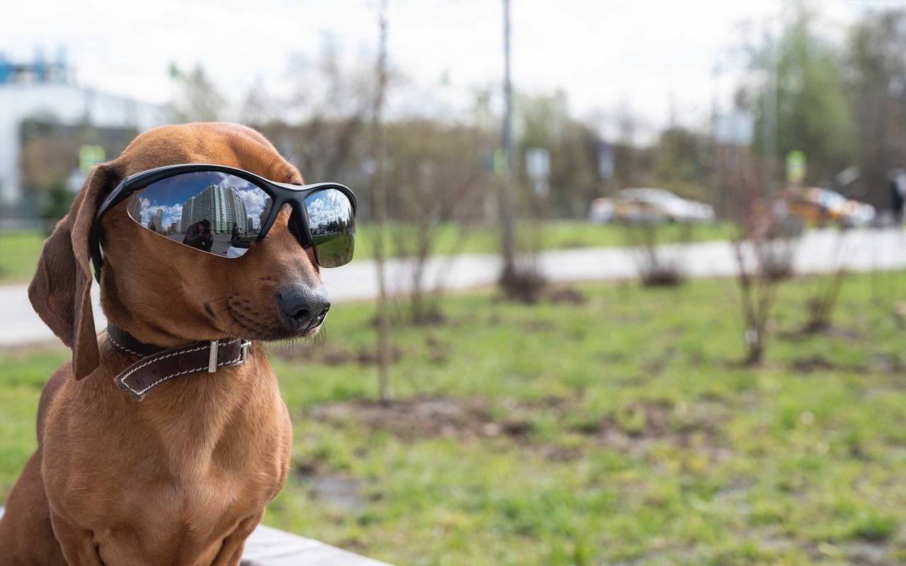 Ein noch harmloses Beispiel, wie Hunde vermenschlicht werden. 