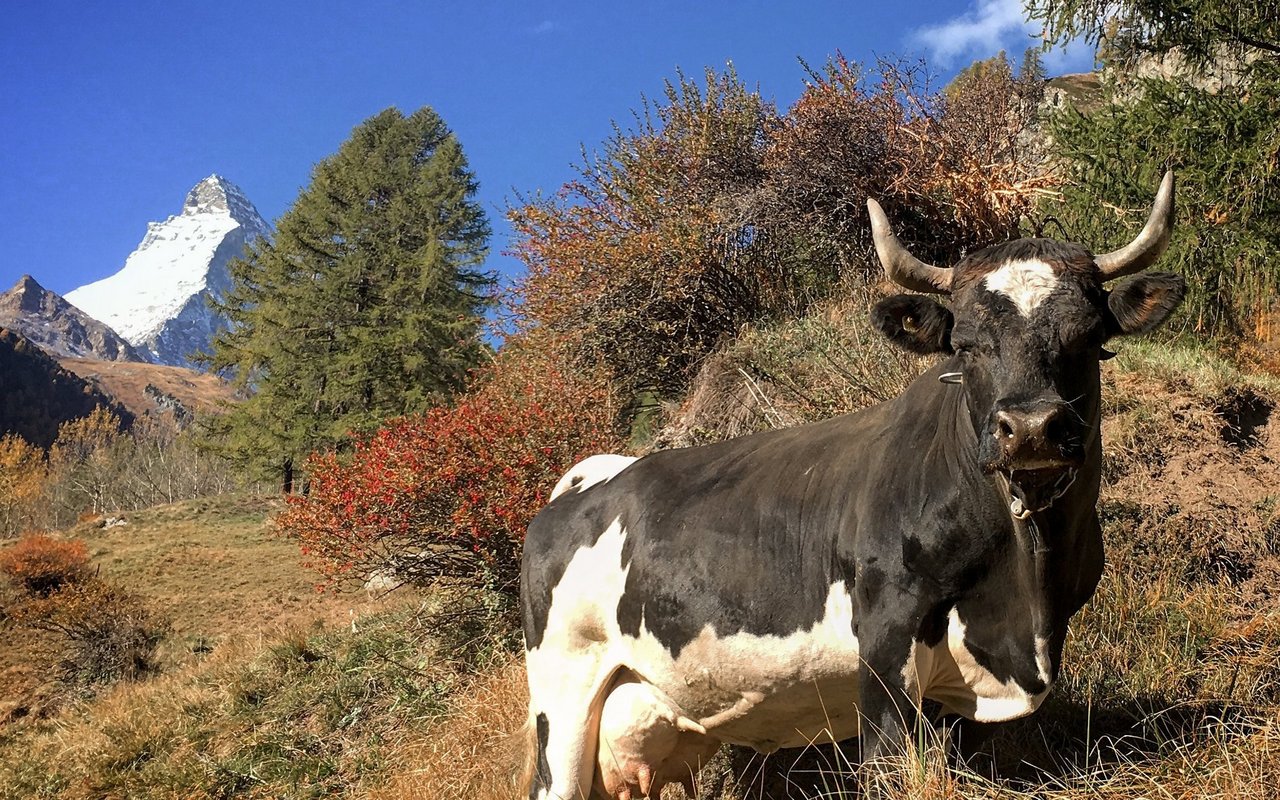 Die Rasse zeichnet sich durch eine sehr guter Berggängigkeit aus.