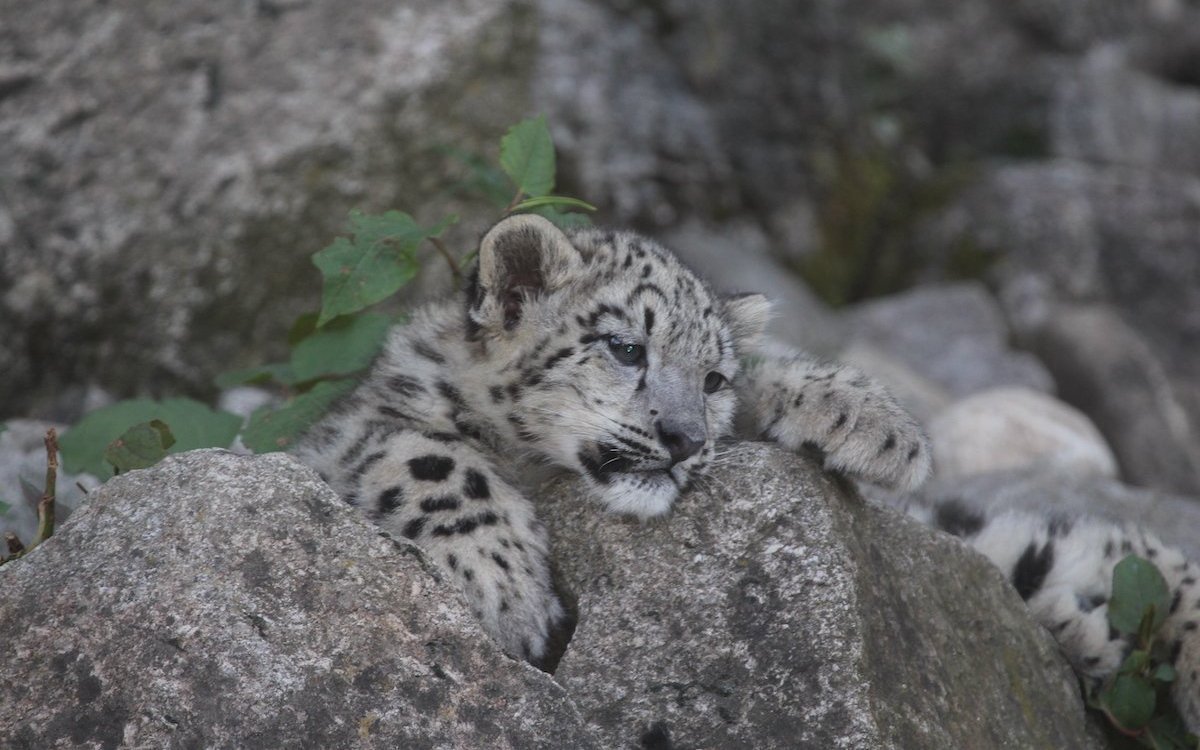 Schneeleopard oder Irbis im Zoologischen Stadtgarten Karlsruhe. 
