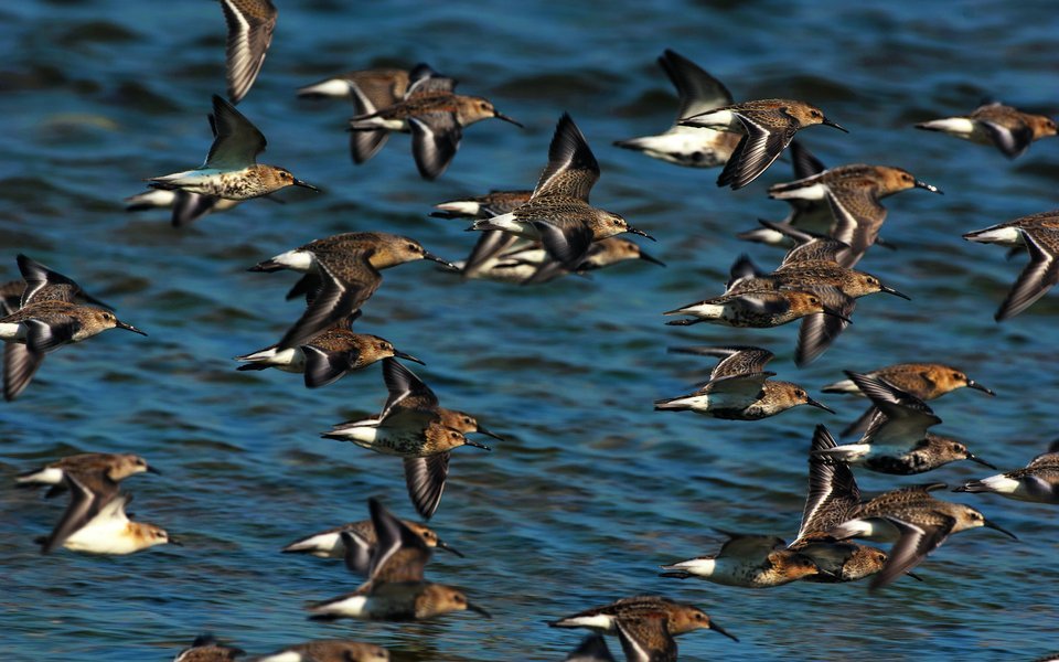 Im Frühling und Herbst lassen sich im «Neeri» Alpenstrandläufer beobachten. 