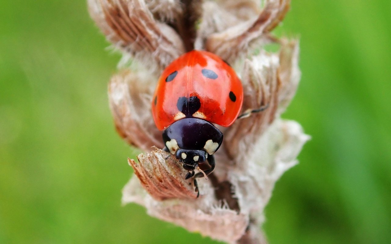 Siebenpunkt-Marienkäfer haben eine Vorliebe für Blattläuse.