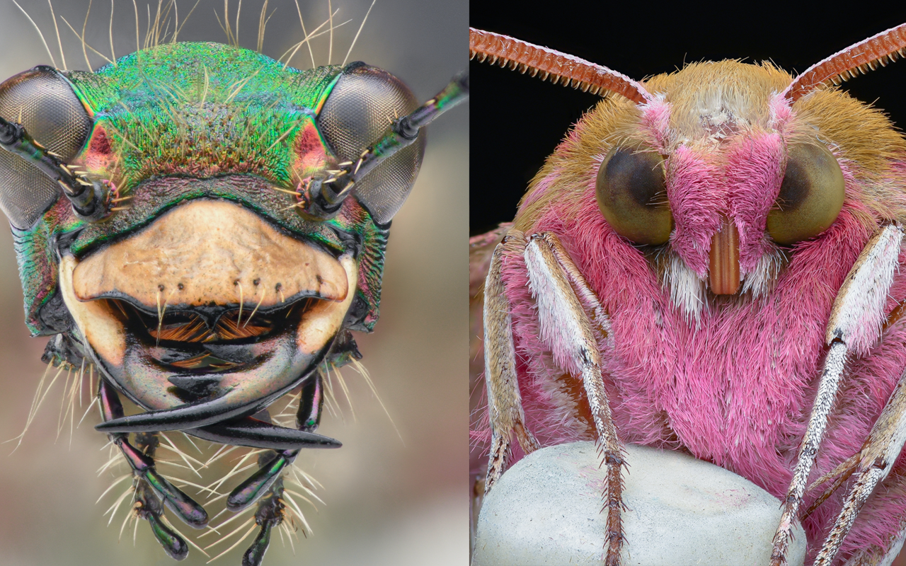 Nicht alle Insekten wirken so furchteinflössend wie der Feld-Sandlaufkäfer auf der linken Seite. Einige Insekten sehen sogar kuschelig aus, wie zum Beispiel der Mittlere Weinschwärmer auf der rechten Seite.