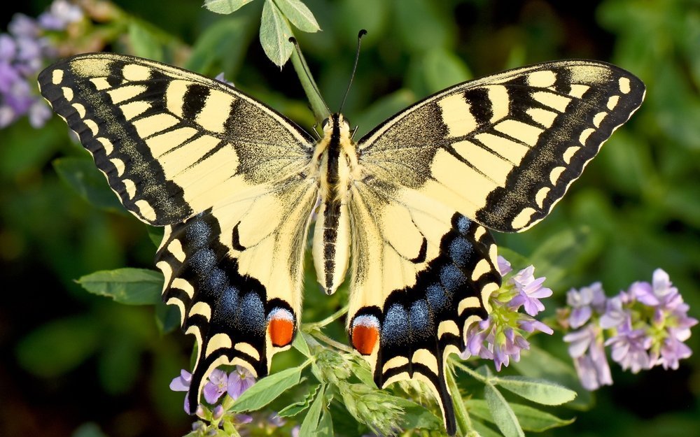 In Wohnquartieren und Siedlungen lassen sich wertvolle Lebensräume für Tiere und Pflanzen schaffen.