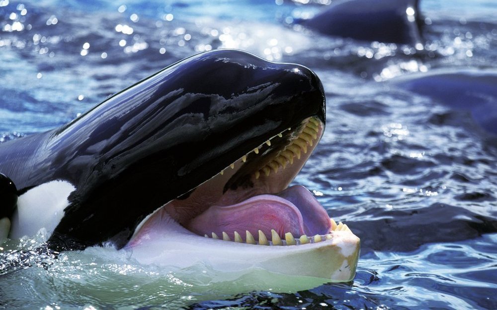 Unter allen Tieren haben Orcas das zweitgrösste Gehirn. Es kann bis zu sieben Kilogramm wiegen und ist damit viermal grösser als das menschliche Gehirn. 