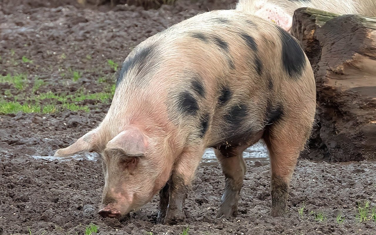 Schweine lockern Boden auf.