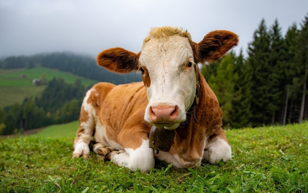 Testen Sie Ihr Wissen über die Fachbegriffe von Nutztieren.