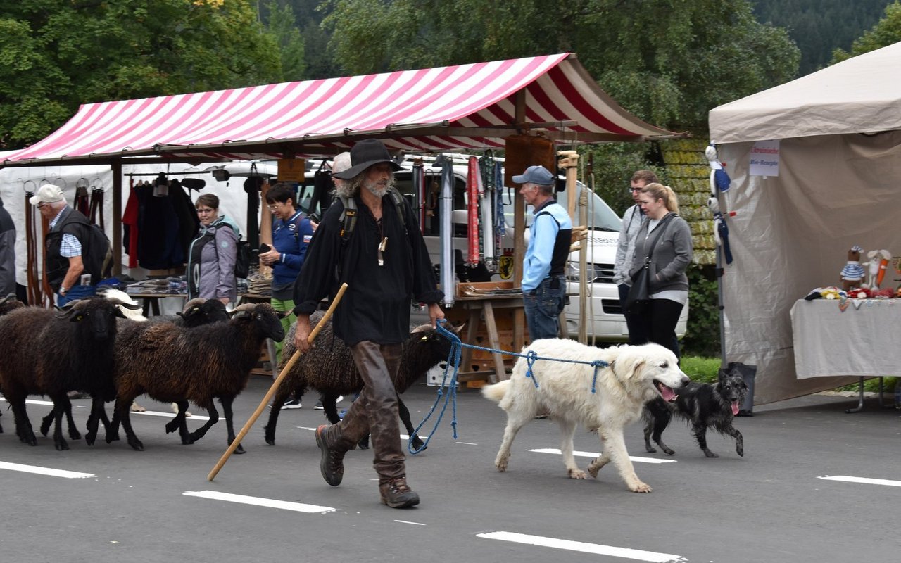 Der Höhepunkt der Schafscheid 2024: Schäfer Michael Friedli führt seine Tiere durch den Marktplatz.