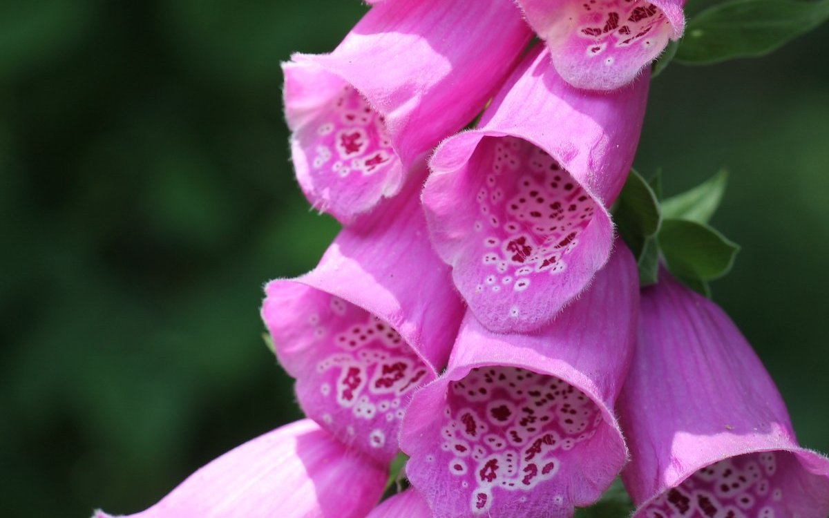 Ein Fingerhut lockt Insekten an. 