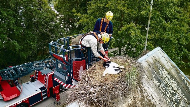 Lorenz Heer (vorne) und Tobias Vogt von der Feuerwehr Solothurn beringen zwei junge Störche.