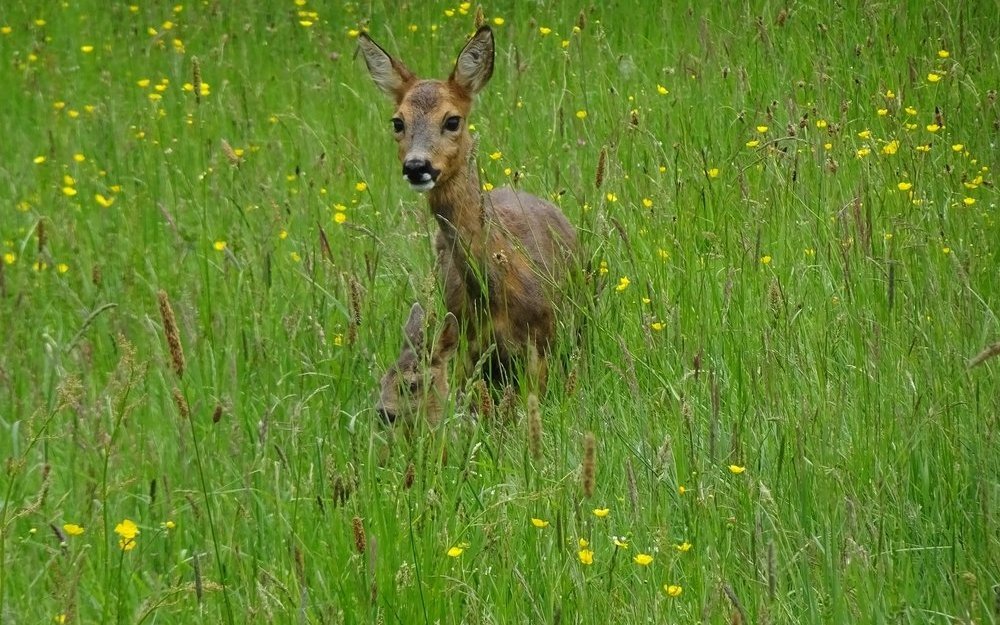 Weibliche Rehe sind nicht territorial, was Zählungen schwieriger macht. 
