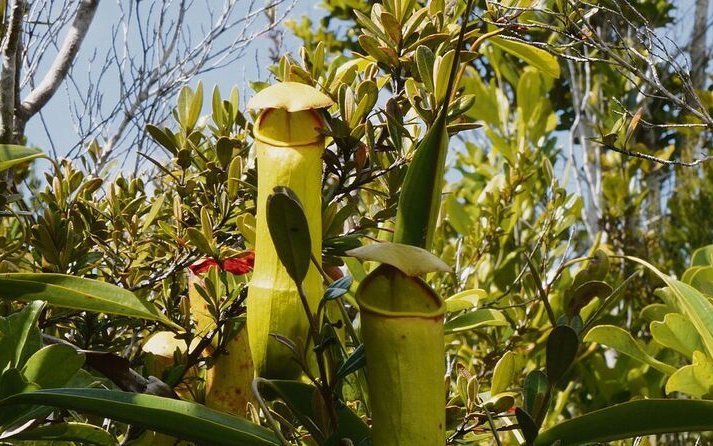Madagaskar-Kannenpflanze am Wildstandort in Madagaskar.