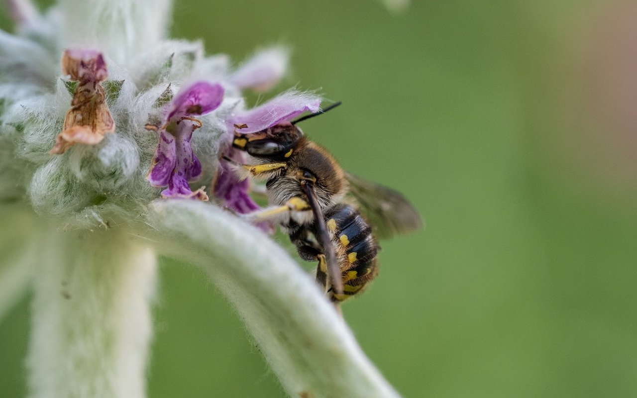 Die Wollbiene nutzt die Härchen von Pflanzen, um damit ein kuschliges Nest zu bauen.