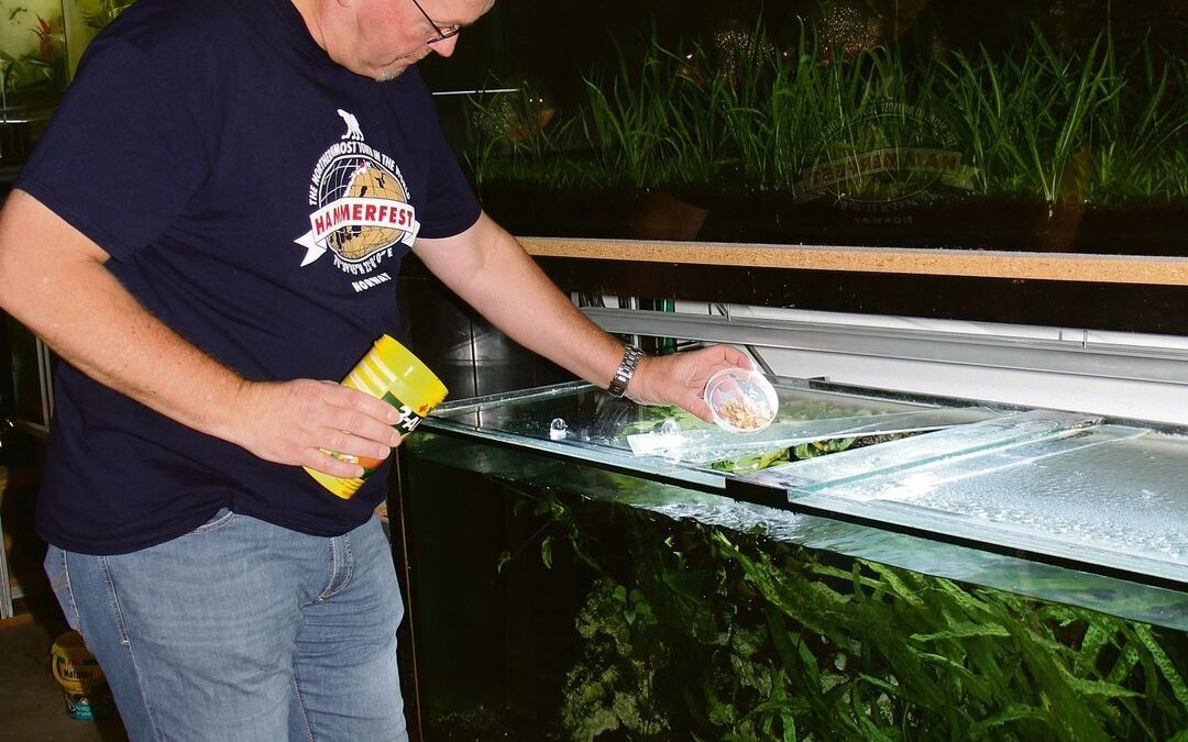 Hans-Jörg Blaser füttert seine Fische, hier mit Flockenfutter.