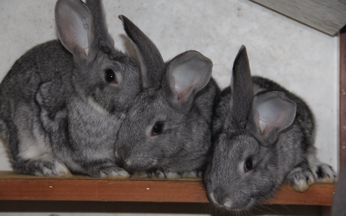 Chinchilla-Kaninchen.