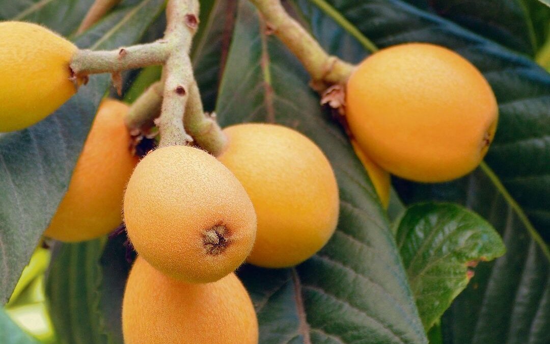 Loquat