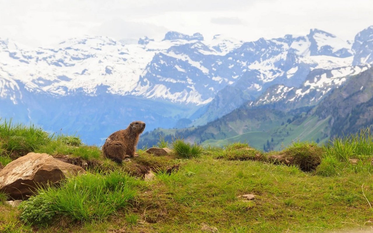 Alpenmurmeltiere verlagern ihren Lebensraum immer mehr in die Höhe.