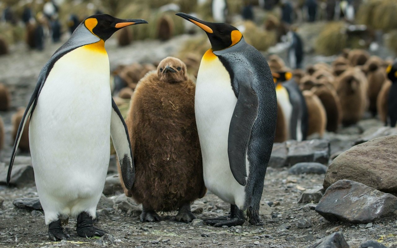 Königspinguine verpaaren sich für mindestens eine Brutzeit mit ihrer Partnerin oder ihrem Partner. Während dieser Zeit sind die Tiere grösstenteils monogam. 