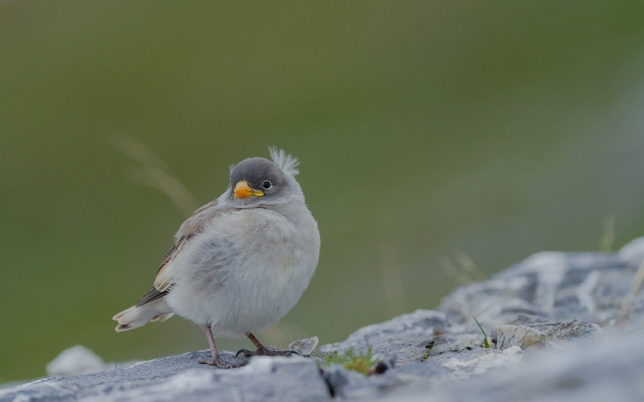 Mit dem Klimawandel verschiebt sich die Brutzeit des Schneesperlings. Deshalb ist langfristig sein Überleben in der Schweiz gefährdet. 

