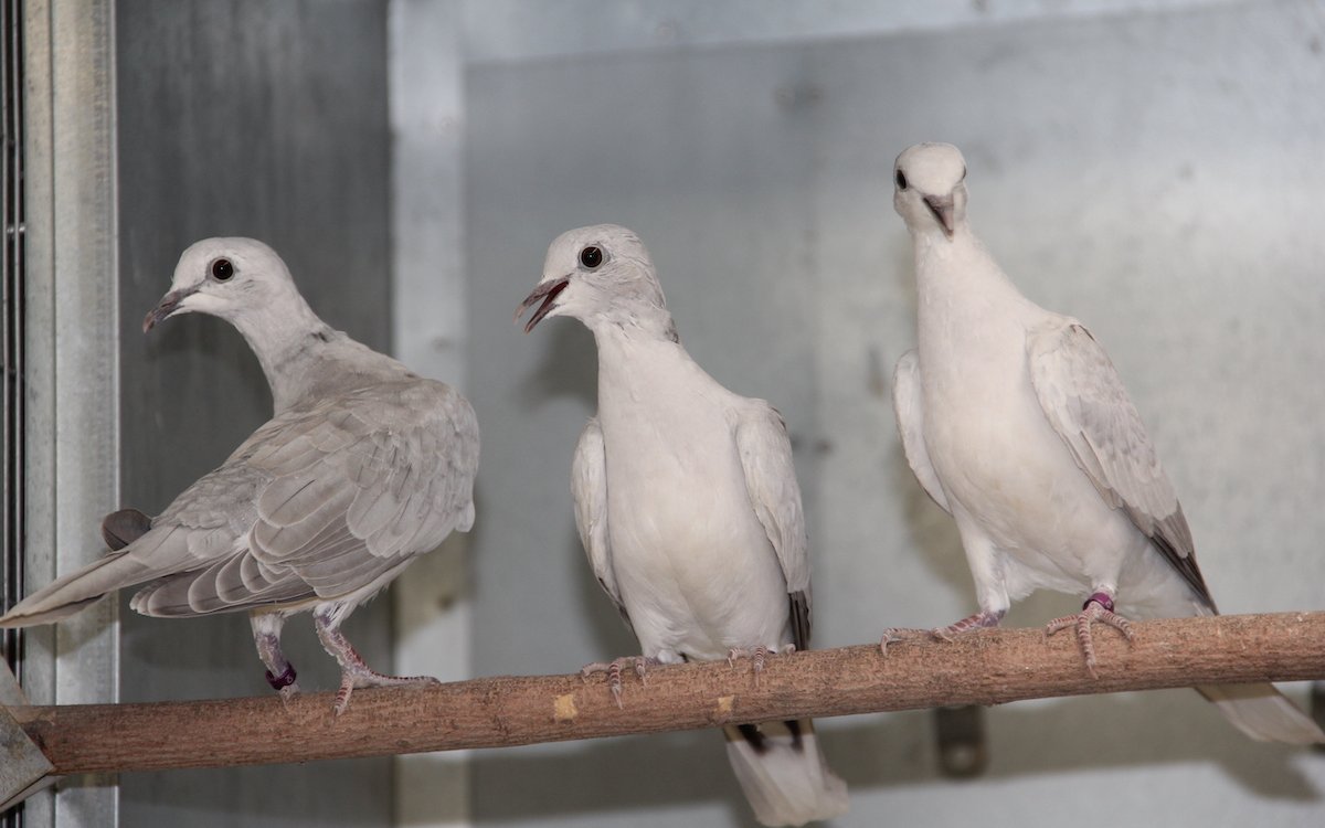Grazile Schönheiten in der Voliere: Lachtauben-Familie. 