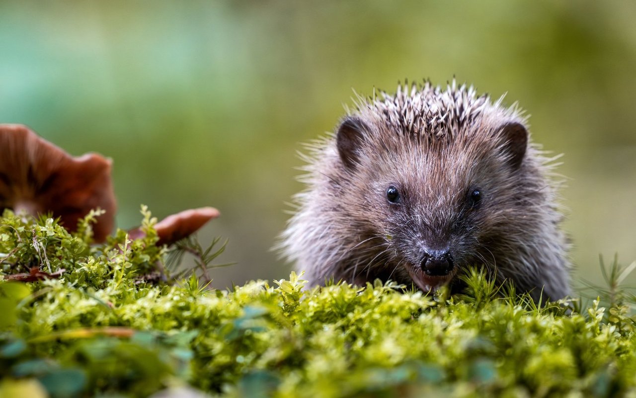 Lebensraumverlust, Nahrungsmangel und der Mensch machen dem Igel zu schaffen.