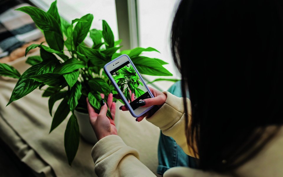 Die grünen Mitbewohner am Leben zu erhalten, ist nicht immer ohne. Pflanzeninfluencer geben auf Social Media Tipps und Tricks für die Pflege der grünen Freunde. 