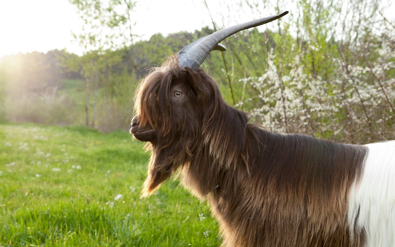 Die Kupferhalsziege hat robuste Hörner. 