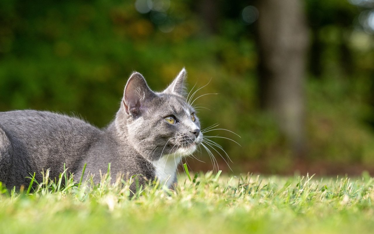 Typische Katzenkrankheiten wie Katzenschnupfen oder Diabetes sind bei wau-miau grundsätzlich mitversichert.