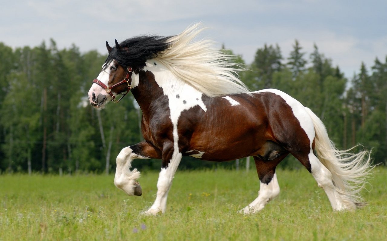 Dieses Dossier nimmt Sie mit auf eine spannende Reise zu den bekanntesten, aber auch zu einigen weniger verbreiteten Pferderassen.