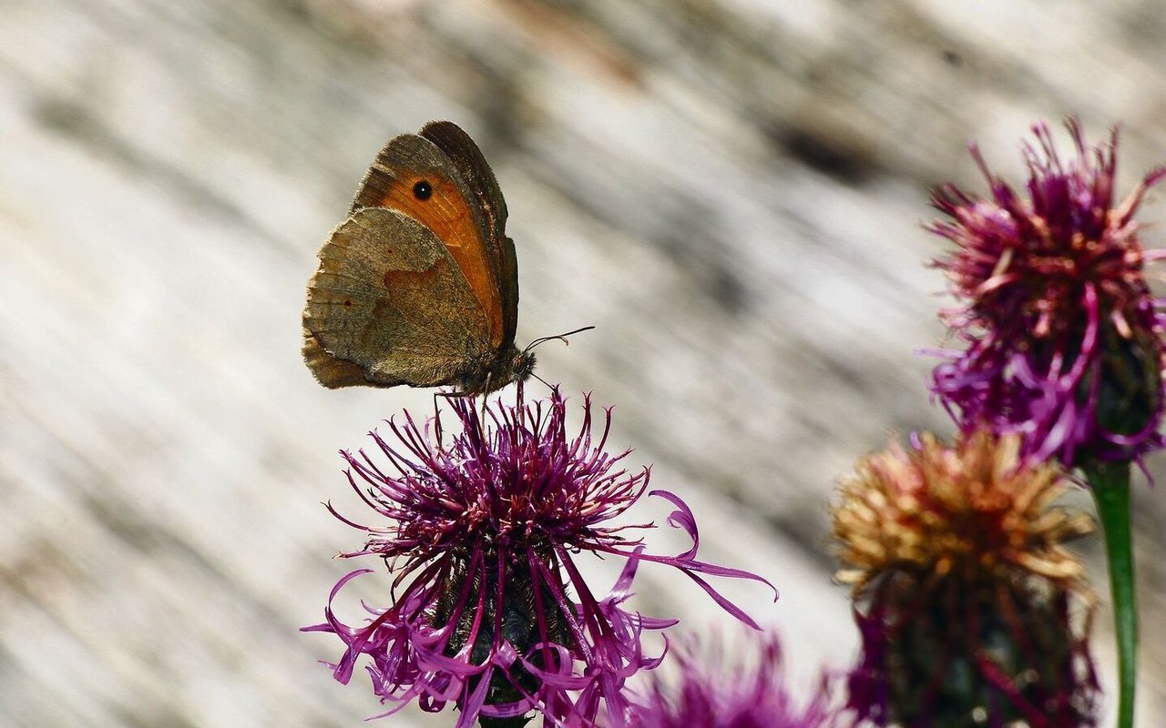 Ein Ochsenauge auf einer Flockenblume nahe des Teichs im vielschichtigen Garten Hanspeter Latours. 