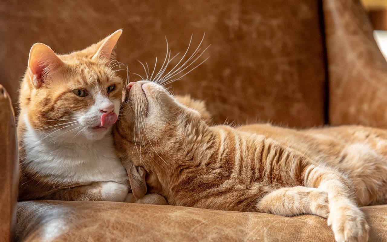 Das Chippen von Hauskatzen bleibt auch weiterhin freiwillig.