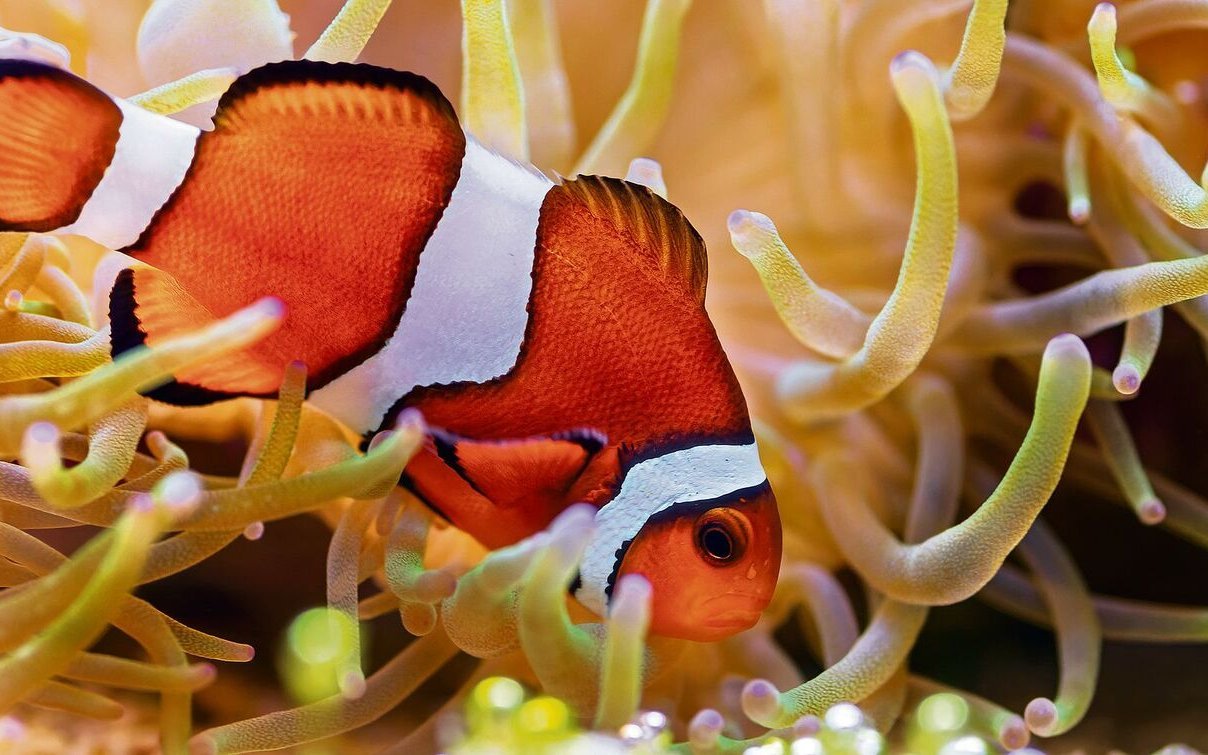 Anemonen dienen manchen Fischen als Wohnsitz.