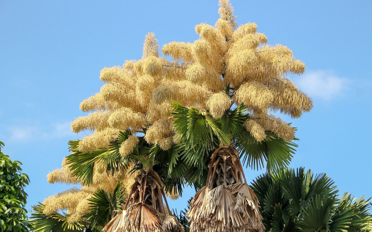 Die Talipot-Palme blüht erst sehr spät. 