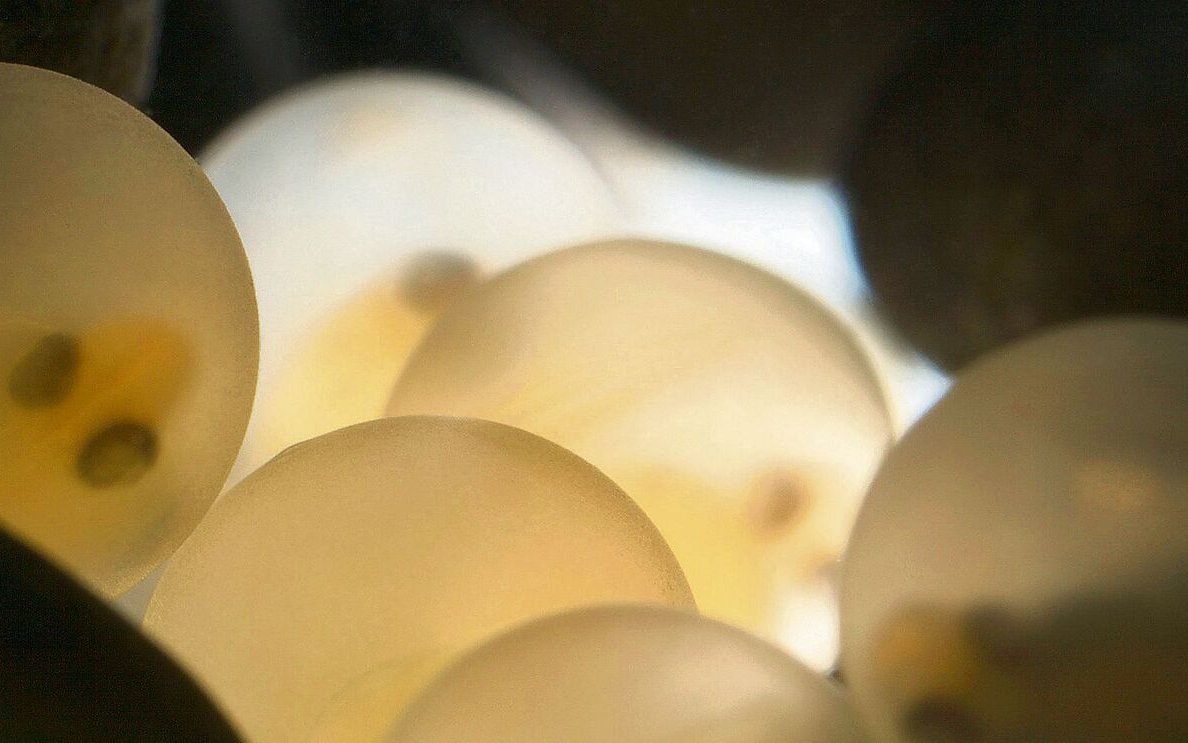 Von März bis Mai unternehmen Nasen Wanderungen flussaufwärts zu ihren Laichplätzen, die sich an flachen Stellen mit kiesigen Untergründen befinden.