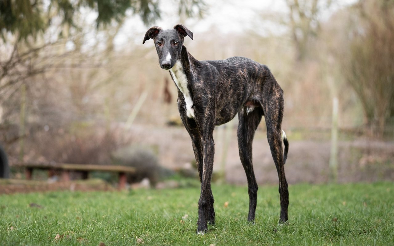 Der Galgo Español fällt durch seine besonders langen, schlanken Beine auf, die ihm eine beeindruckende Geschwindigkeit verleihen.