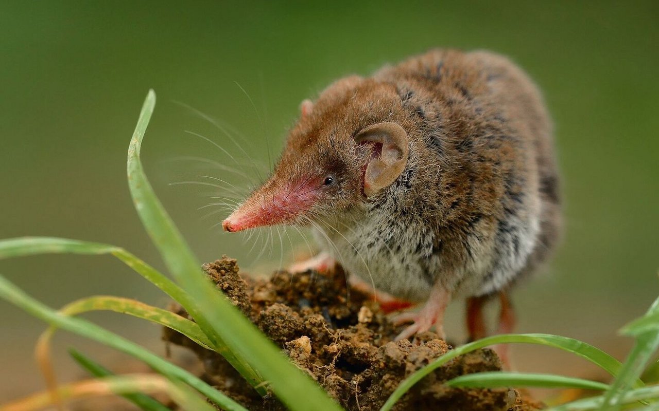 Die Gartenspitzmaus ist bei uns besonders häufig.