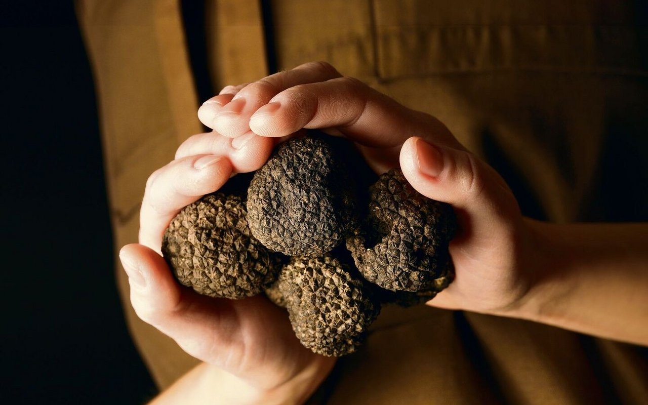 Burgundertrüffel sind geschmacklich intensiver als die hellen Sommertrüffel. 