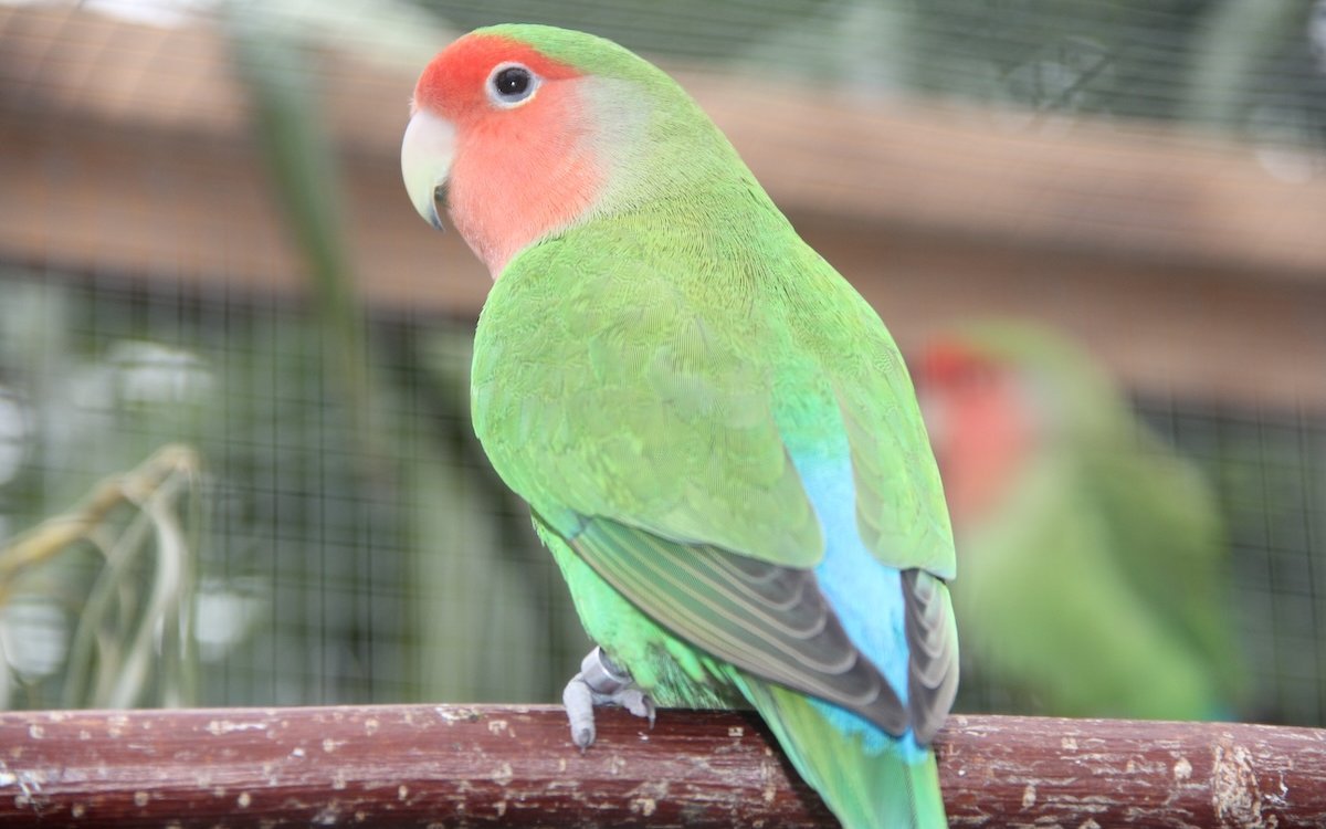 Agaporniden dürfen punkto Lebensalter nicht in einen Topf geworfen werden. Ein Züchter stellte fest, dass Rosenköpfchen bedeutend älter als Erdbeerköpfchen werden. 